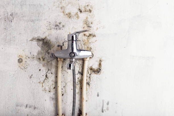Best Mold Damage Repair  in Delavan, IL