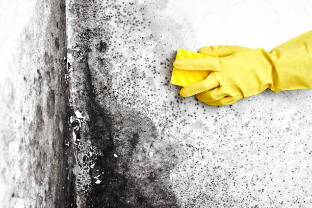 Best Mold Testing  in Delavan, IL