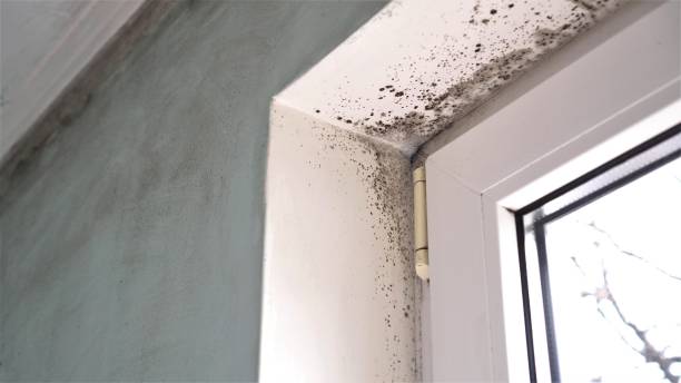 Delavan, IL Mold Removal Company