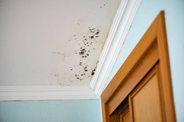 Best Mold Remediation  in Delavan, IL