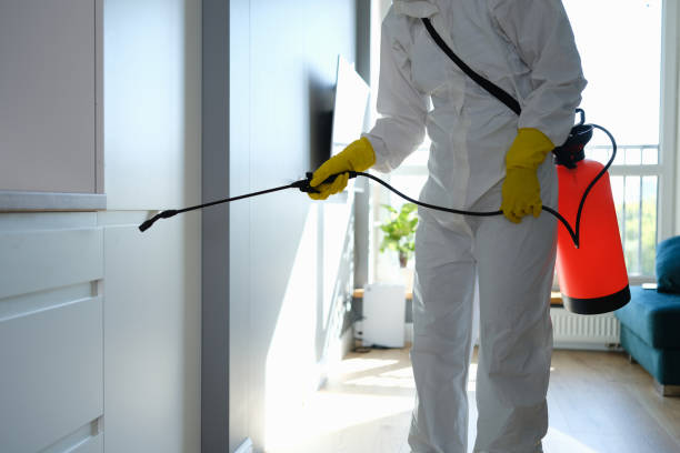 Best Local Mold Removal Service  in Delavan, IL