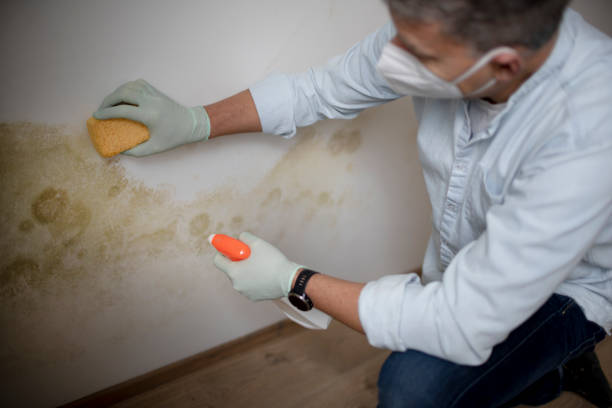 Best Same-Day Mold Removal  in Delavan, IL
