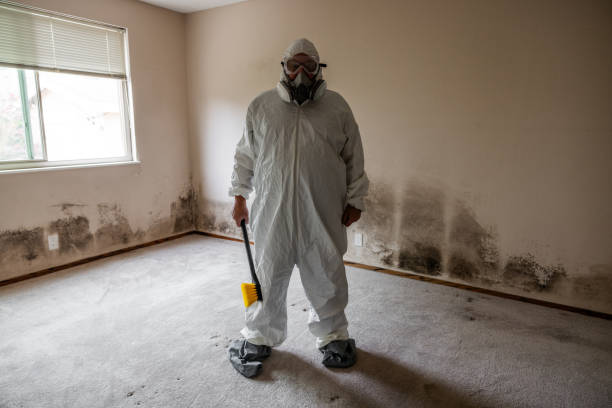 Best Professional Mold Removal  in Delavan, IL
