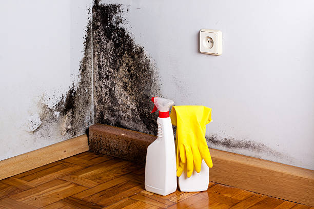 Best Emergency Mold Removal  in Delavan, IL