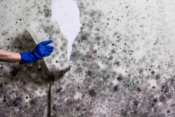 Best Office Mold Removal Services  in Delavan, IL
