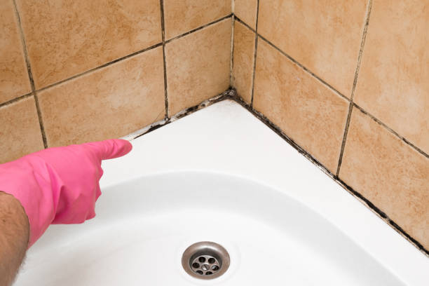 Best Affordable Mold Removal  in Delavan, IL